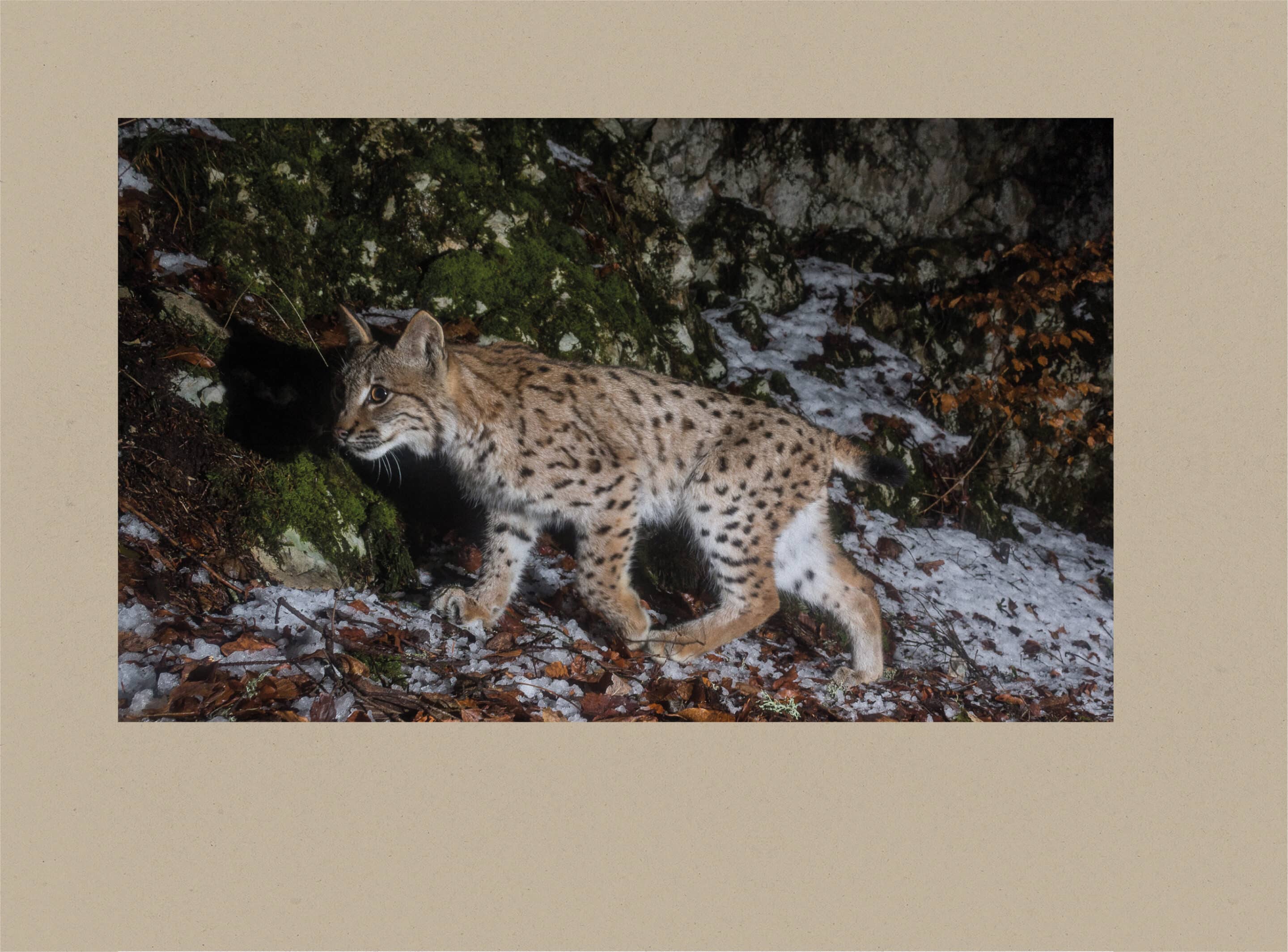 AbenteuerLuchs-Detailfotos-05