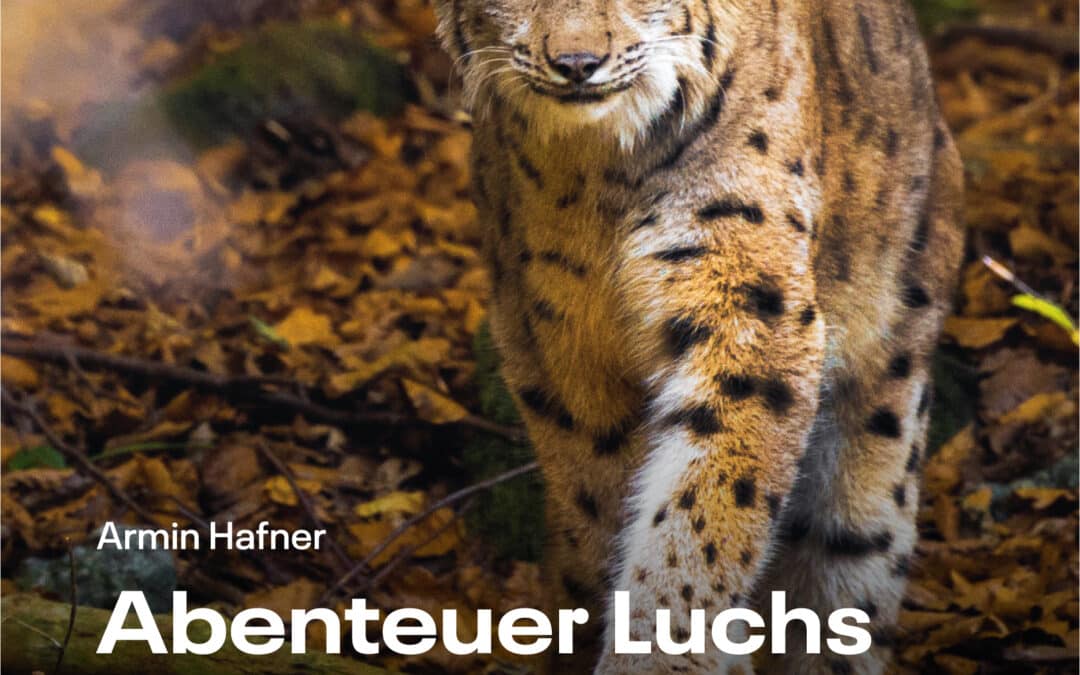 Der Luchs geht um